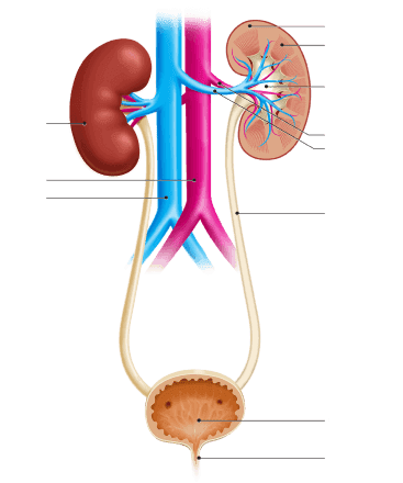 Kidney scheme